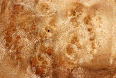 Block Golden Madrone Burl 225x225x60mm - GMadr0556