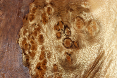 Klotz Golden Madrone 250x240x60mm - GMadr0537