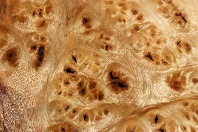 Block Golden Madrone Burl 275x235x60mm - GMadr0398