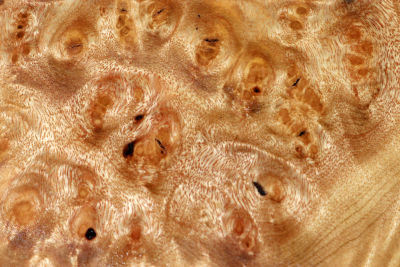 Block Golden Madrone Burl 280x215x60mm - GMadr0549