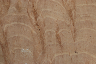 Klotz Hainbuche Maser 175x140x70mm - HainB0181