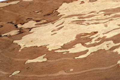 Block Hornbeam Burl 245x195x63mm - GestBu0626