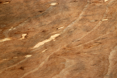 Block Hornbeam Burl spalted 175x145x65mm - GestBu0623