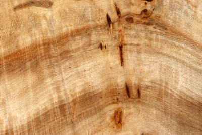 Block Linden Tree Burl 320x165x58mm - LinM0148
