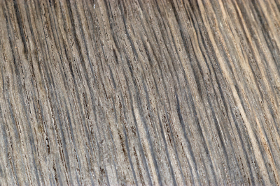 Block Bog Oak 165x130x45mm - Moor0292