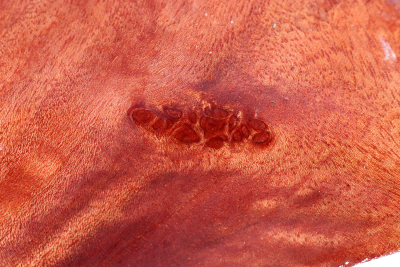 Block Red Resin Burl 122x74x37mm - RedRe0287