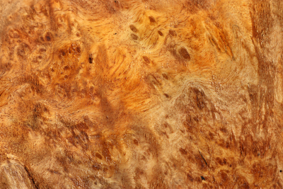 Burl Slab Anthill Burl 350x210x80mm- Anth0037