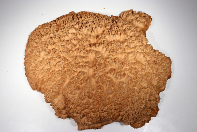 Burl Cap Black Box 430x420x95mm - BlaBo0036