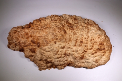 Burl Cap Brown Mallee Burl 530x320x120mm - BroMaM0226