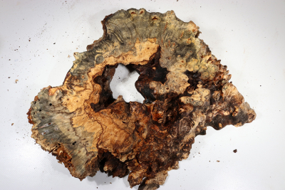 Burl Slab Buckeye Burl 480x380x65mm - Buck0136