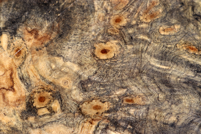 Burl Slab Buckeye Burl 480x380x65mm - Buck0136