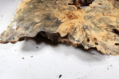 Burl Slab Buckeye Burl 480x380x65mm - Buck0136