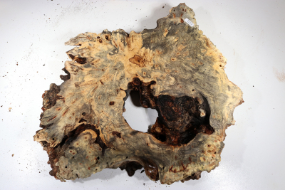 Burl Slab Buckeye Burl 480x380x65mm - Buck0136