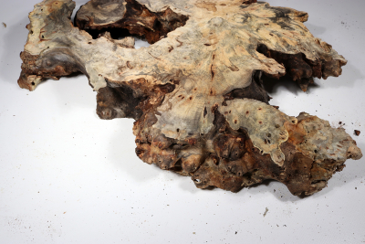 Burl Slab Buckeye Burl 500x380x60mm - Buck0110