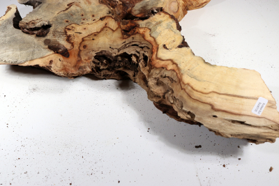 Burl Slab Buckeye Burl 520x380x65mm - Buck0135