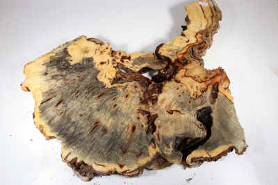 Burl Slab Buckeye Burl 520x380x65mm - Buck0135