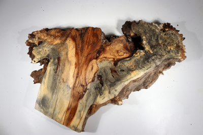 Burl Slab Buckeye Burl 560x350x70mm - Buck0089