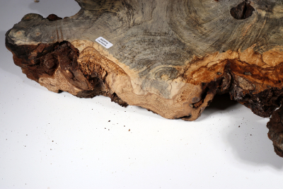 Burl Slab Buckeye Burl 560x350x70mm - Buck0089