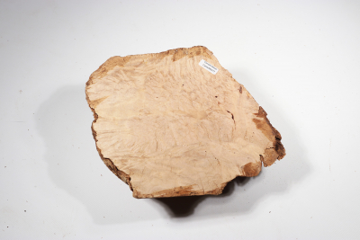 Burl Cap Canistel Burl 240x200x80mm - CanisM0077