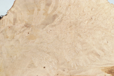 Burl Cap Canistel Burl 340x190x110mm - CanisM0076