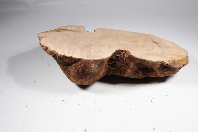 Burl Cap Canistel Burl 340x190x110mm - CanisM0076