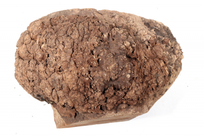 Burl Cap Chechen Burl 320x200x175mm - ChechM0312