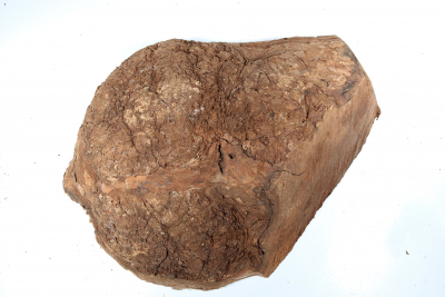 Knollenabschnitt Chechen Maser 400x320x135mm - ChechM0311