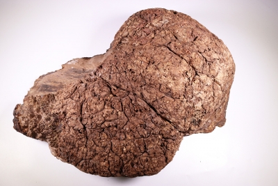 Burl Cap Chechen Burl 460x330x140mm - ChechM0027