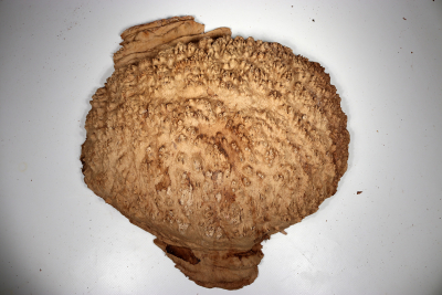Burl Cap Coolibah 460x430x115mm - Cool0112