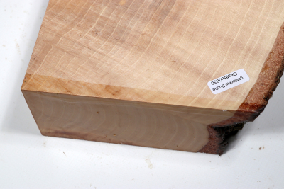Hornbeam Burl 240x200x65mm - GestBu0630