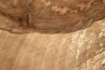 Hornbeam Burl 320x190x65mm - GestBu0628