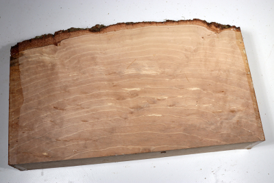 Hornbeam Burl 380x220x65mm - GestBu0624