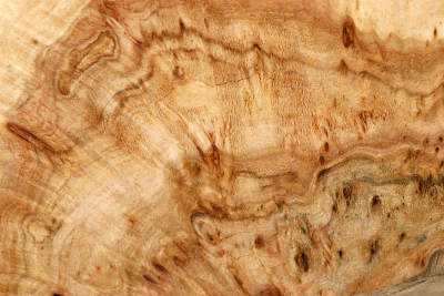 Linden Tree Burl 200x120x58mm - LinM0175