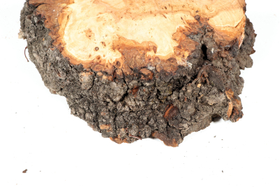 Linden Tree Burl 200x120x58mm - LinM0175