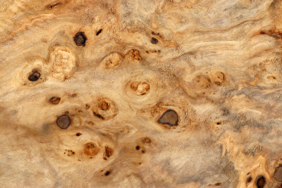 Linden Tree Burl 270x200x60mm - LinM0184