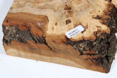 Linden Tree Burl 270x200x60mm - LinM0184