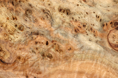 Linden Tree Burl 300x240x60mm - LinM0192