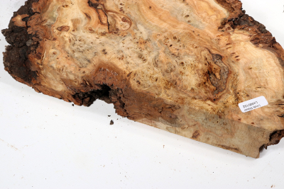 Linden Tree Burl 300x240x60mm - LinM0192