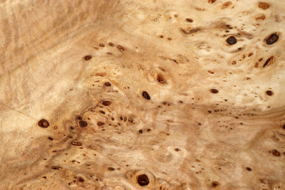Linden Tree Burl 300x280x60mm - LinM0158