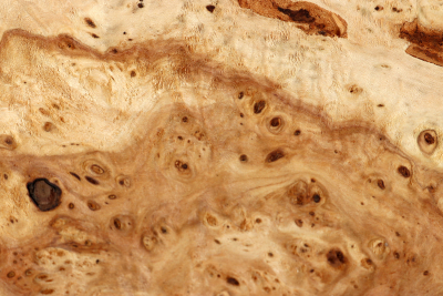 Linden Tree Burl 300x290x60mm - LinM0152