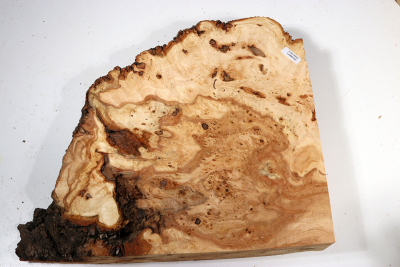 Linden Tree Burl 300x290x60mm - LinM0152