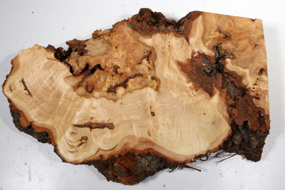 Linden Tree Burl 330x230x55mm - LinM0191