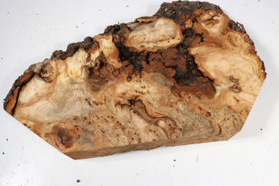 Linden Tree Burl 340x210x57mm - LinM0163