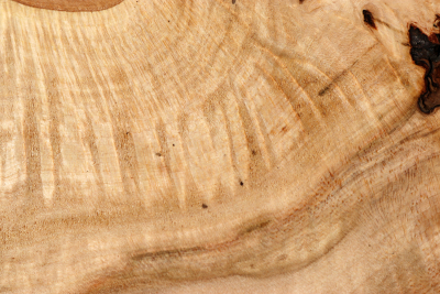 Linden Tree Burl 350x190x55mm - LinM0179