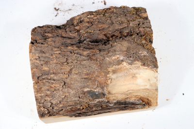 Burl Cap Olivetree 185x155x120mm - Oliv0640