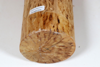 Rundling Karelische Maserbirke, gestockt 225x85mm - KarMB2868