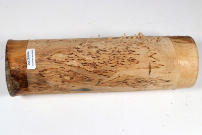 Rundling Karelische Maserbirke, gestockt 230x70mm - KarMB2866 Rundling Karelische Maserbirke, gestockt 230x70mm - KarMB2866