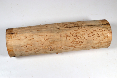 Rundling Karelische Maserbirke, gestockt 260x75mm - KarMB2863