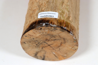 Rundling Karelische Maserbirke, gestockt 260x75mm - KarMB2863