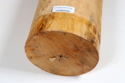 Karelian Masurbirch, spalted 320x85mm - KarMB2850